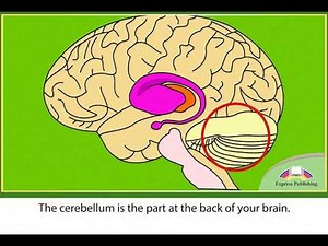 Action 11. Module 3. The Human Brain