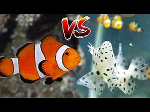 Clownfish vs Panther Grouper Feeding Time