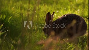 A European hare (Lepus europaeus), also known as the brown hare grazing grass Stock Video