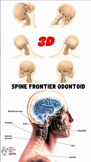 Spine Frontier Odontoid #medical #3d #animation #short | learn Biology with Aliya