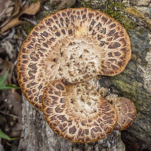 Dryad's Saddle or Pheasant Back Mushroom
