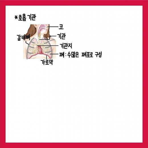 [Middle School Science] Respiratory System (Lungs, Alveoli) #shorts