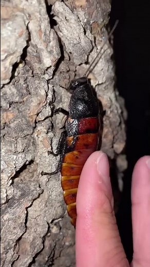 My frog 🐸 ate BBC!!💀😫😭