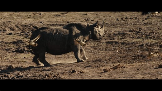 1.1K views | RHINO — the eco-thriller documentary narrated by Tom Hardy — hits UK cinemas 28 Nov. A high-stakes mission to relocate black rhinos and fight poaching. #RHINO #TomHardy #Documentary #EcoThriller #InCinemas | CgoMovies | Facebook