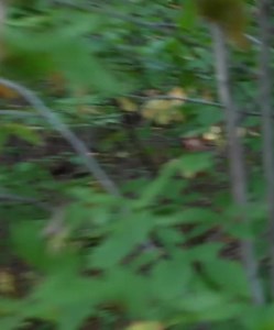 I Hunted Black Bears with Bow and Arrow! The face of the Lord is against those who do evil, to cut off the memory of them from the earth. —Psalm 34:16 | Kendall Gray Outdoors