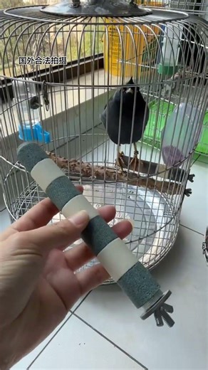 Bird Claw Grinding Stick Parrot Claw Grinding Stick Bird Claw Grinding Stick Good Things Sharing