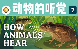 【十分钟速成课：动物学】第7集，动物的听觉（中英字幕）Crash Course Zoology #7