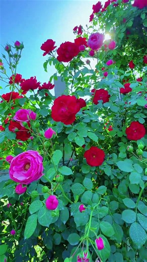 These orange roses will blow your mind #flowers #gardening #roses