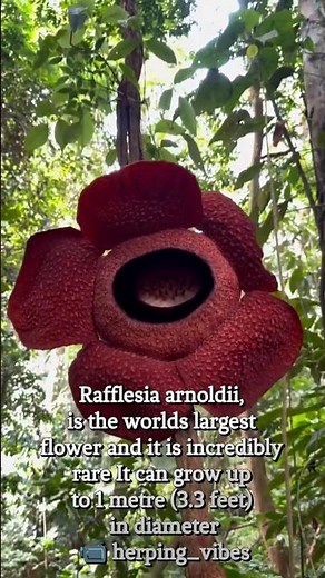 Rafflesia is the worlds largest flower and It can grow up to 1 metre (3.3 feet) in diameter #bio