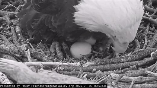 1.6M views · 54K reactions | And egg #2 is here! Jackie believes in...