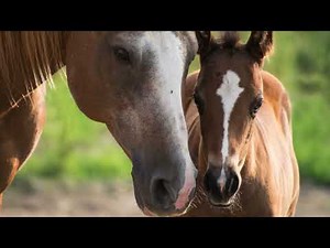 🔔 Amish Weddings: Traditions, Rituals & The Sacred Bond of Marriage 💍