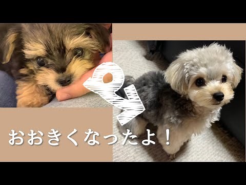 超小型犬ヨープーの子犬が1歳になるまで