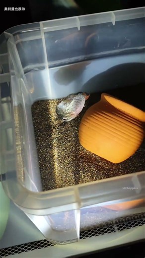 Half Her Body Was Gone… But She Survived”