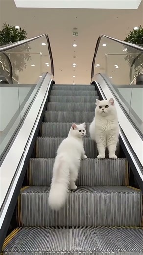 Kitten Copies Mom on the Escalator — So Smart!
