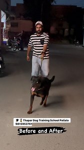 6.5K views · 70 reactions | Befor and After 10 Days #dogtrainer...