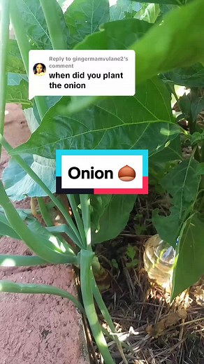 Planting Rotten Onions: Growing Onions From Leftover Pieces