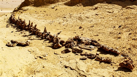 37-million-year-old whale fossils found in the Egyptian desert