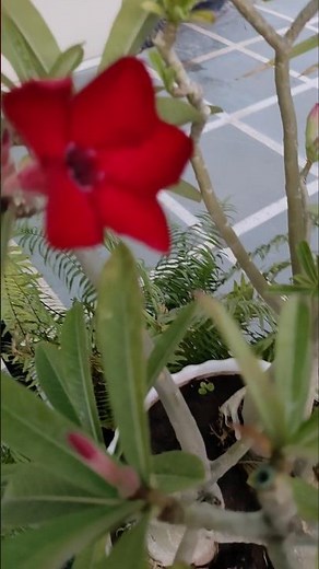 Bonsai Adenium #shorts