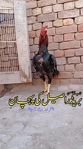 aseel breeder murg fighter murg me farq aseel ke pehchan master aseels #aseel #aseelmurga #breeder In this video you will learn a skill of selection of a good breeder aseel from your home breed and also know hidden points of an aseel breeder and a game bird... Like & Share aseel breeder murg ke pehchan aseel murga ke pehchan aseel game bird ke pehchan aseel murga kaisa hota hai aseel breeder murga kaisa hota hai aseel breeder pair aseel murga breeding aseel murga ki jankari aseel murga ki pehcha