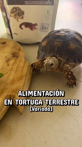 Alimentación de Tortugas Terrestres: Guía Completa