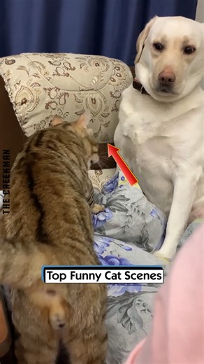 7.7K views · 102 reactions | Top Funny Cat Scenes | The Creekman | Facebook