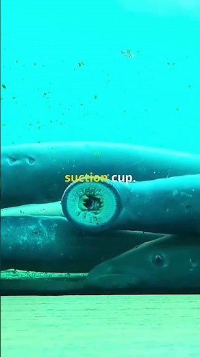 Jawless Vampire Fish: Sea Lamprey’s 100-Tooth Strike! 🩸