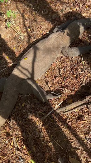 Biggest lizard on earth 😳🙌🏽 #nature #animals #reptile #fyp