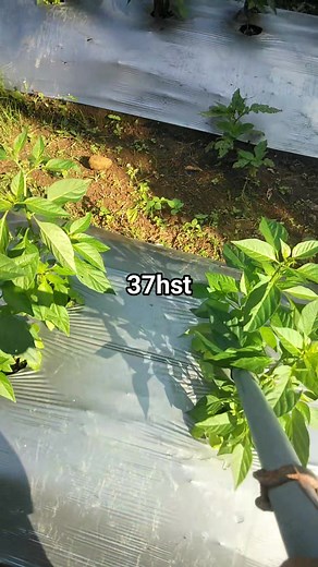 1.6K views · 27 reactions | Tutorial cor cabe #resfb #fypviral | Manap An Nawawi | Facebook