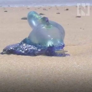 92K views · 142 reactions | Thousands stung in Australian jellyfish 'invasion' https://bit.ly/2AAEomU | The National | Facebook