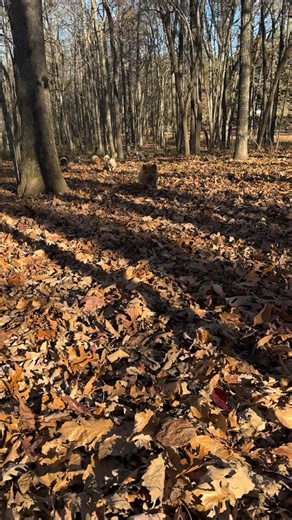 KC FARMS on Instagram: "Running Of The Pigs! #kcfarms #farm #farmlife #happy #fyp"