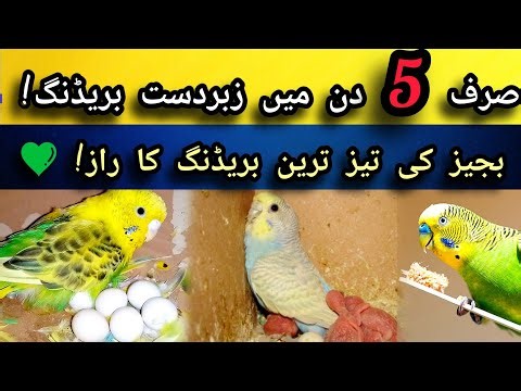 Best Breeding Formula for Australian Budgie parrot/parrot breeding tips| 100% Working Breeding Tips"