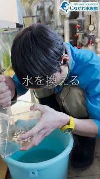 水族館飼育員のゆるゆるVlog①＠しながわ水族館【魚類】