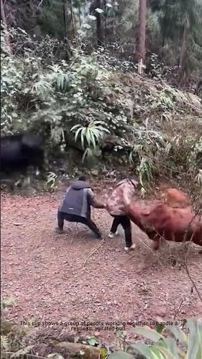 How to Calm an Angry Bull - Farmer's Secret Trick!