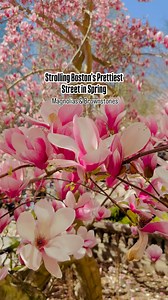 56 comments | Strolling Boston’s Most Beautiful Street This Spring ...