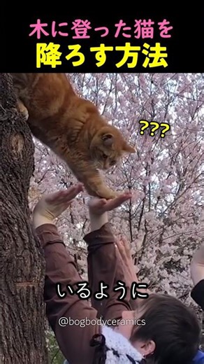 How to get a cat down from a tree