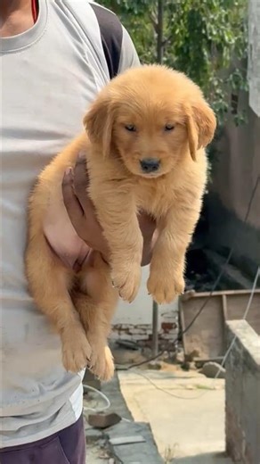 This Golden Retriever Puppy Will Steal Your Heart 😍 #GoldenRetriever #CutePuppy #PuppyForSale