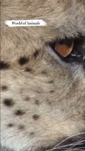 Cheetahs' Epic Feast Tactical Hunting Secrets!