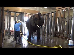 Elephant Bathtime