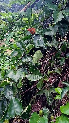 The Stunning Beauty of the Green Lizard | Nature’s Hidden Gem 🦎