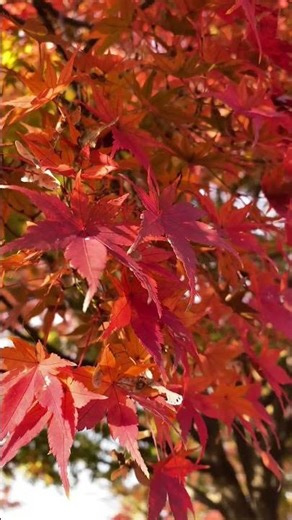 Falling Leaves, Quiet Mind 🍁#short