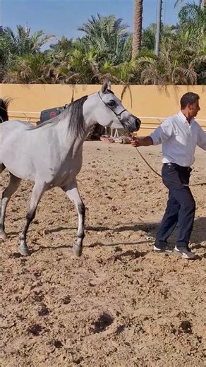 يا جمالك يا حصان