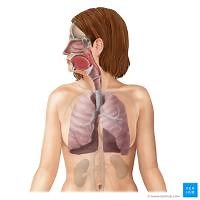 Localizar las principales partes de la faringe