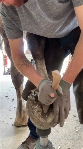Essential Hoof Trimming Techniques for Draft Horses