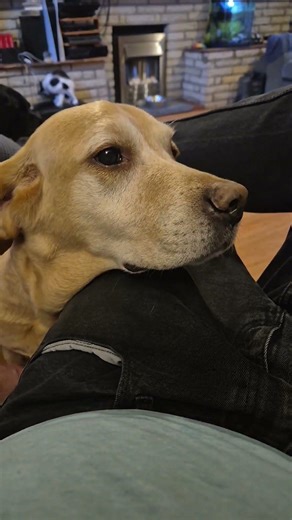 guilty looking blonde lab