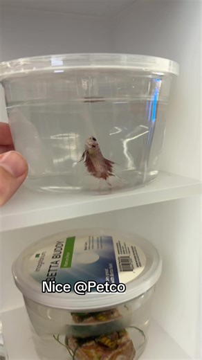 Discover Petco's Best Products for Your Pets