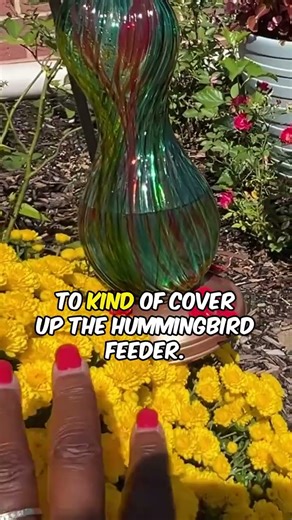 Downsizing Hummingbird Feeders for Fall Migration #shorts