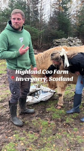 Tour de la ferme Highland Coo en Écosse