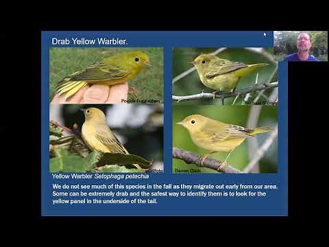 Mini-Tutorial: Fall Warbler Tidbits