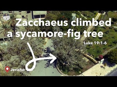 Bible Live: Zacchaeus Climbing a Sycamore-fig tree