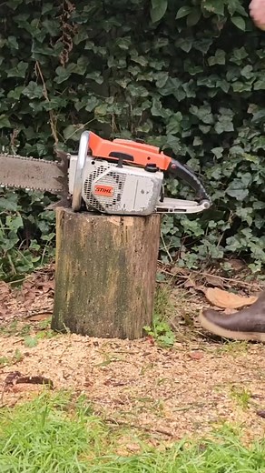 50 year old Monster of the Forest Stihl 075 #coldstart #chainsaw | Emilia Lambert